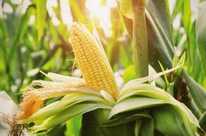 Cara Memperbanyak Tongkol Jagung 