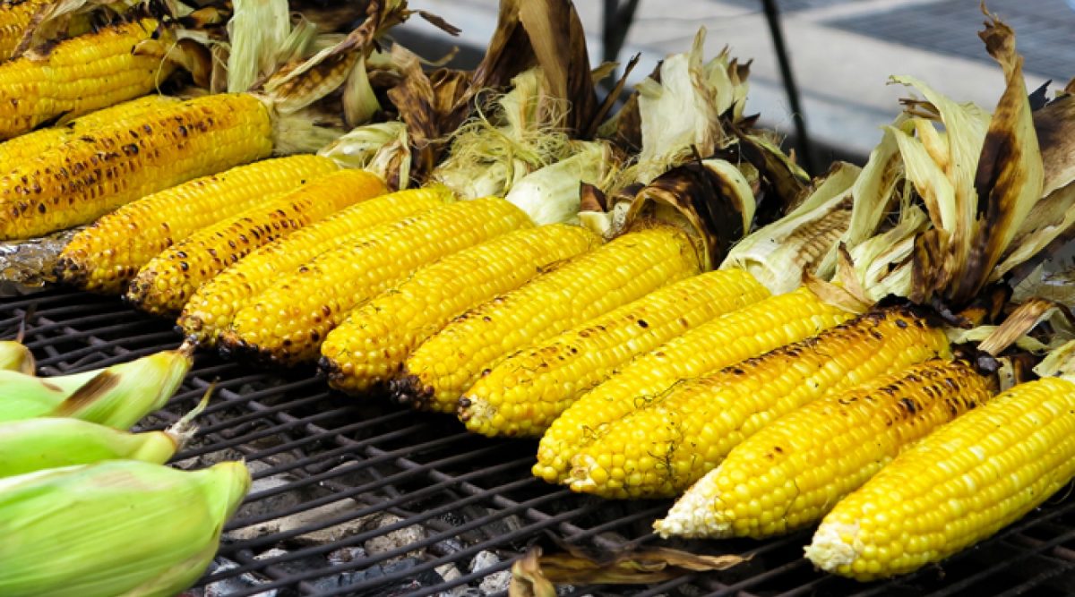 cara menanam jagung di sawah