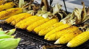 Cara Menanam Jagung Dipekarangan Rumah