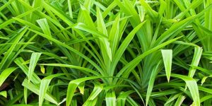 Manfaat Daun Pandan