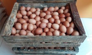 Manfaat Telur Ayam