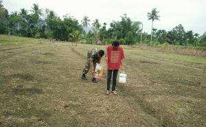 Cara Menanam Jagung Dipekarangan Rumah