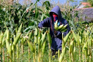 Cara Menanam Jagung Dipekarangan Rumah