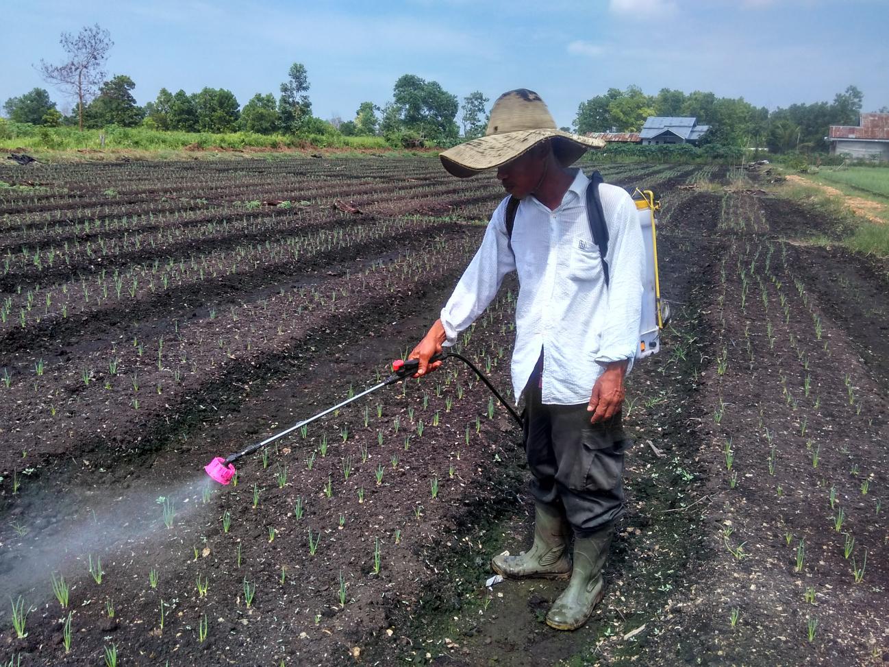 Contoh Pembibitan Dalam Budidaya Tanaman Pangan