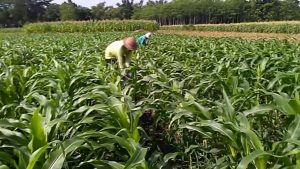 Cara Menanam Jagung Dipekarangan Rumah