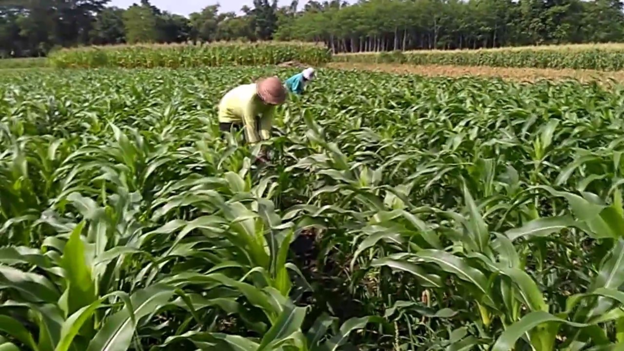 Cara Menanam Jagung Dipekarangan Rumah