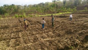 cara menanam jagung manis  di pekarangan rumah