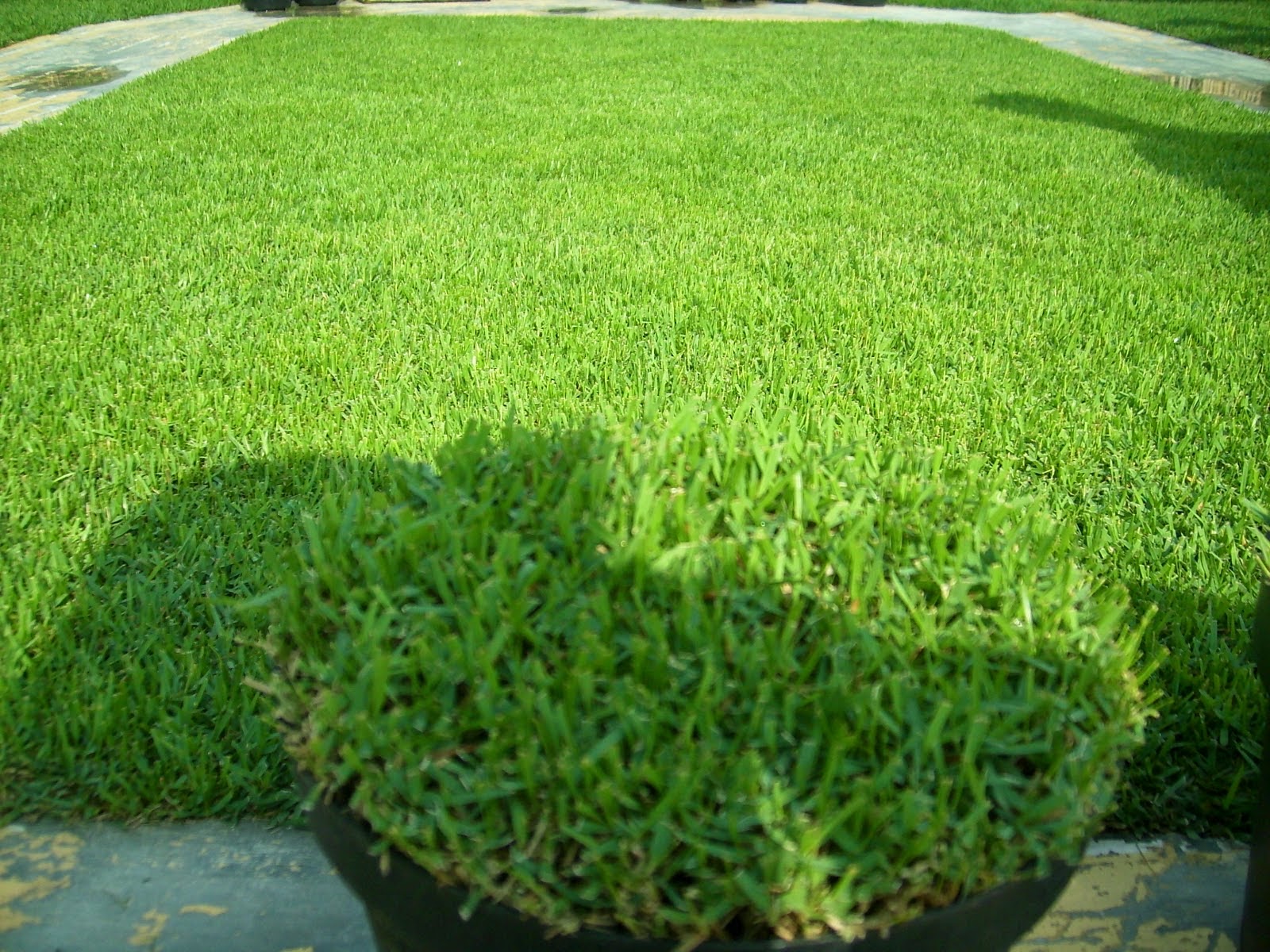 Cara Merawat Rumput Jepang Dengan Baik dan Teliti