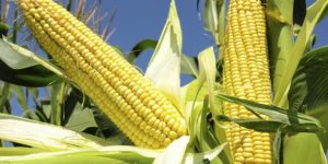 cara membuat bakwan jagung