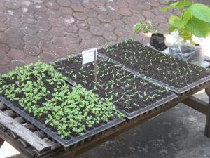 Hasil Pertanian Jawa
