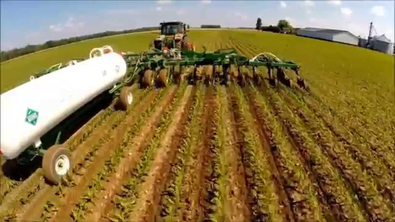 Cara Memperbanyak Tongkol Jagung 
