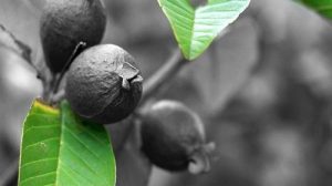 Keripik daun Jambu Biji