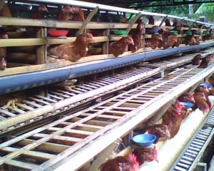 Cara Beternak Ayam Petelur Yang Mudah Di Lakukan