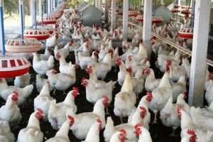 Cara Beternak Ayam Potong Untuk Pemula