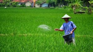 Cara Membuat Benih Padi Sendiri