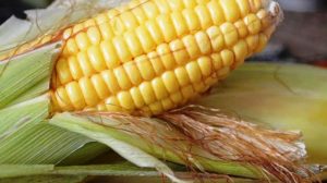 Cara Menanam Jagung di Gelas Aqua
