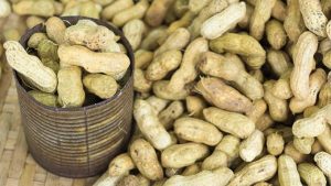Cara Menanam Kacang Tanah di Sawah