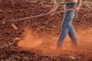 Cara Menggemburkan Lahan Dengan DiCangkul
