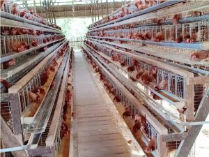 Harus Memastikan Peraturan Di Daerah Lingkungan Kita Mengijinkan Memelihara Ayam Petelur