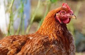 Memutuskan Jenis Ayam yang Ingin Dipelihara