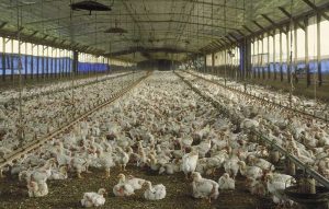 Pastikan Lahan Untuk Memelihara Ayam Petelur Cocok
