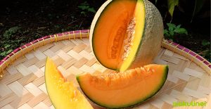 Usaha Keripik Melon