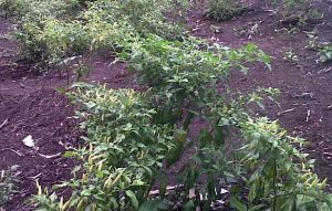 Cara Menanam Cabe Rawit Halaman Rumah