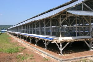 Tipe Kandang