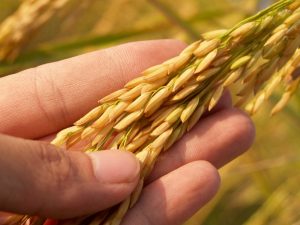 cara meningkatkan produksi padi di indonesia