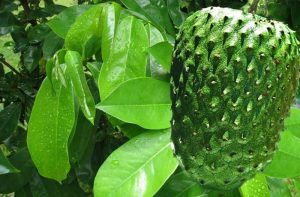 Manfaat kulit Manggis dan Daun sirsak