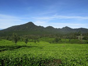 Klasifikasi Desa Swakarya Dari Tingkatannya Yang Bisa Di Ketahui