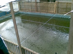Cara Ternak Ikan Gurame Di Kolam Terpal