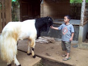 Cara Ternak Kambing Etawa