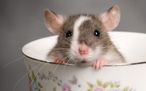 cara membasmi tikus dengan bensin
