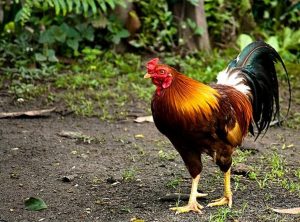 cara ternak ayam petelur