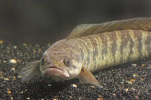budidaya ikan gabus di kolam terpal
