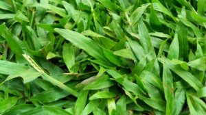 rumput pakan ternak terbaik