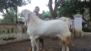ternak kambing etawa tanpa ngarit
