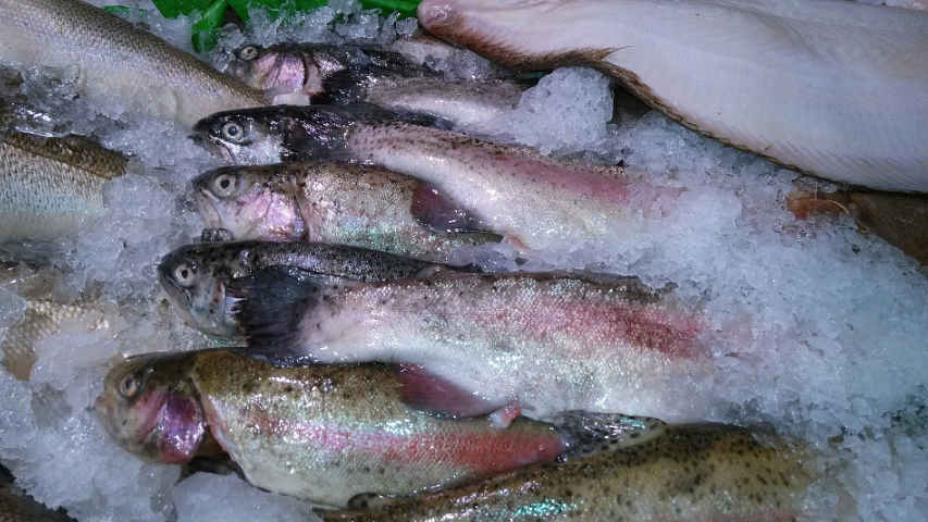 cara pengawetan ikan