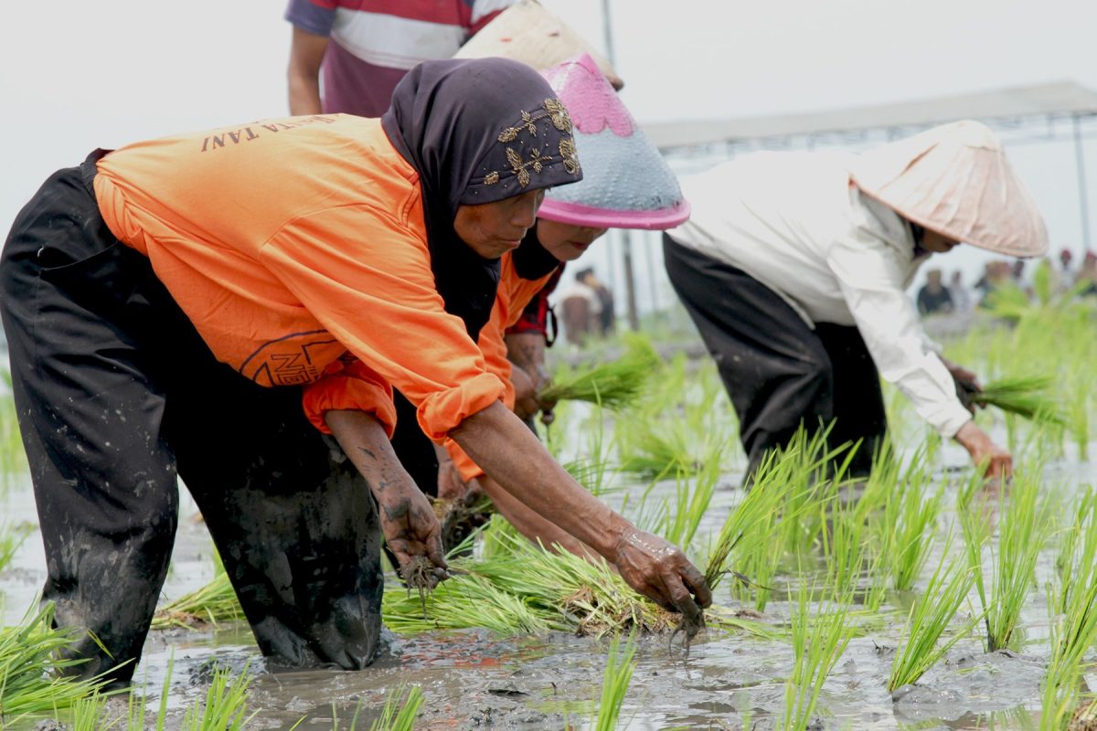 cara menanam padi yang bagus