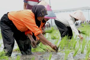 cara menanam padi yang bagus