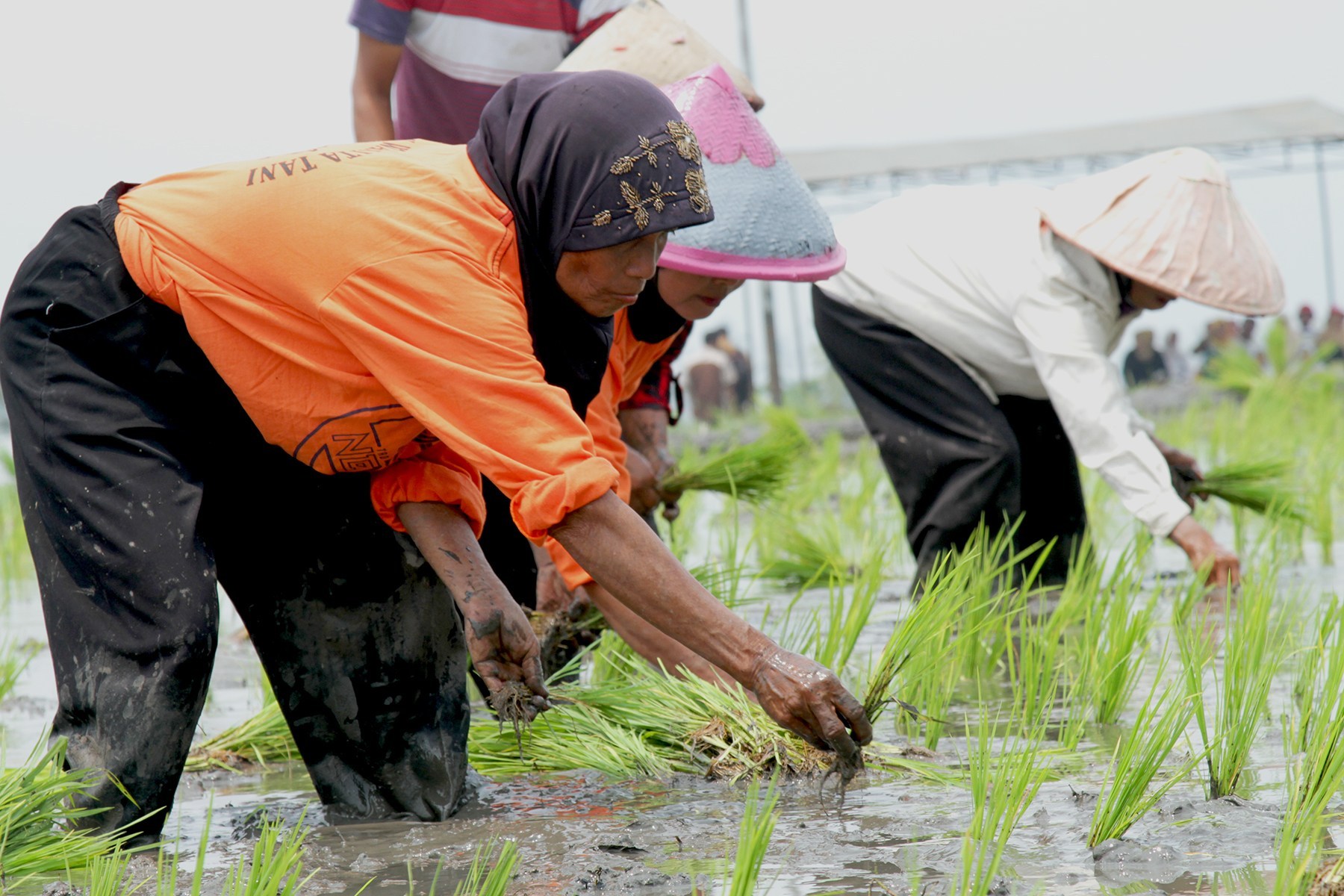 Yuk Simak Cara Menanam Padi yang Bagus dan Mengenal Hama Penyakit Padi