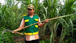 cara menanam tebu hijau