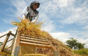 proses panen padi tradisional