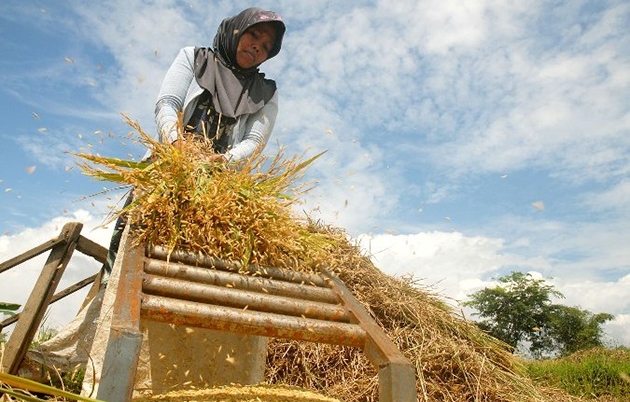 Tahukah Anda Bagaimana Proses Panen Padi Tradisional yang Benar Itu?