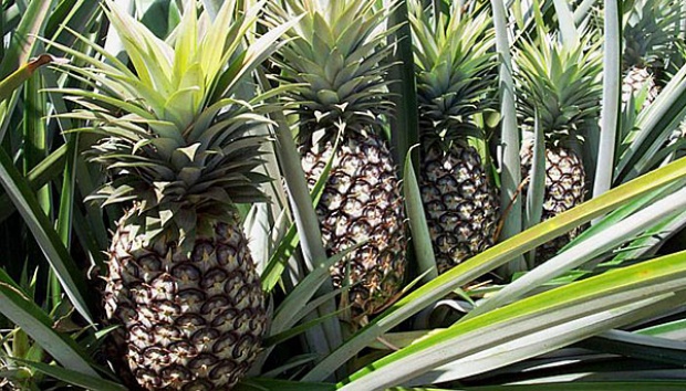 cara membuat jus nanas kekinian