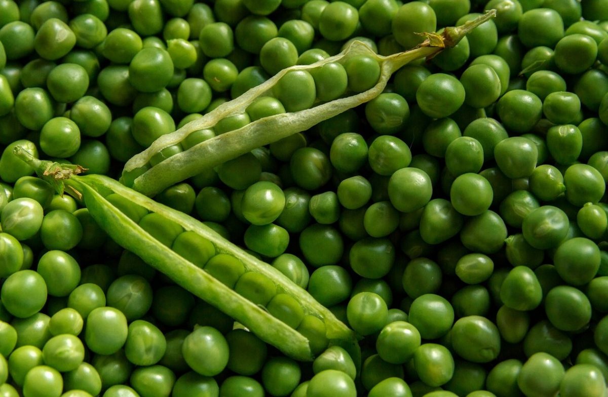 kandungan kacang hijau