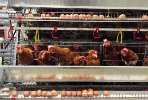 usaha ayam petelur