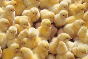 usaha ayam petelur