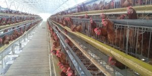 usaha ayam petelur